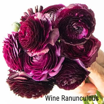 Wine Ranunculus
