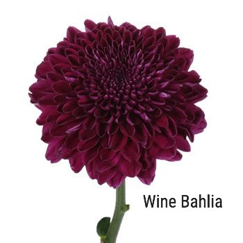 Wine Dahlia
