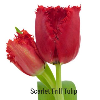 Scarlett Frill Tulip