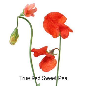 True Red Sweet Pea