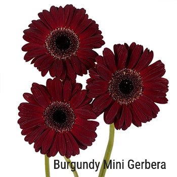 Burgundy Mini Gerbera