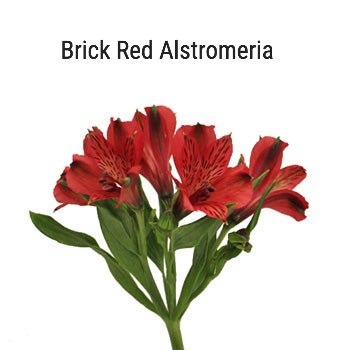 Brick Red Alstromeria