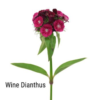 Wine Dianthis