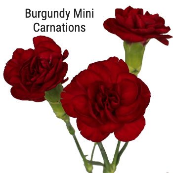 Burgundy Mini Carnations