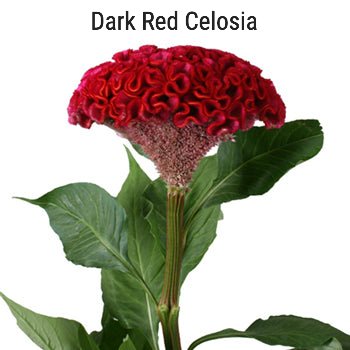 Dark Red Celosia