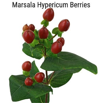 Marsala Hypericum Berries