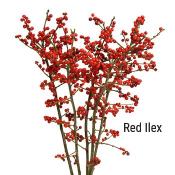 Red Ilex
