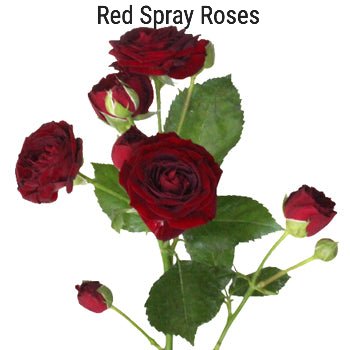 Dark Red Spray Roses
