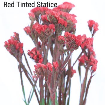 Red Tinted Statice