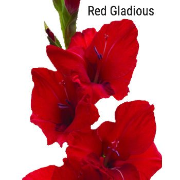 Red Gladiolus