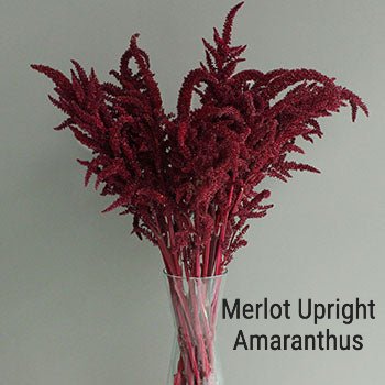 Merlot Upright Amaranthus