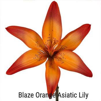 Blaze Orange Asiatic Lily