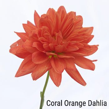 Orange Dahlia