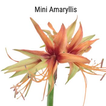 Mini Amaryllis