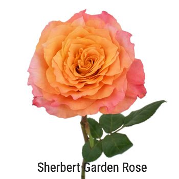 Sherbet Orange Garden Rose
