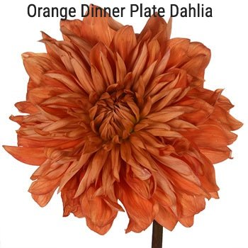 Orange Dahlia