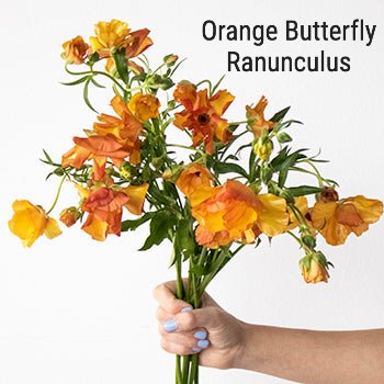 Orange Butterfly Ranunculus