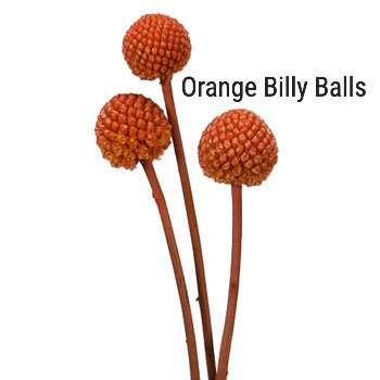 Orange Craspedia Billy Balls