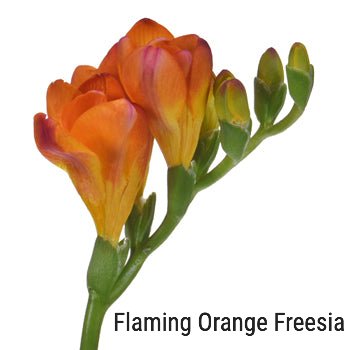 Orange Freesia