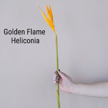 Flame Heliconia