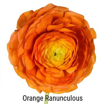 Orange Ranunculus