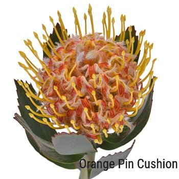 Pin Cushion Protea