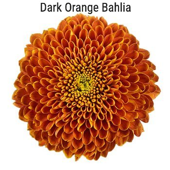Dark Orange Bahlia