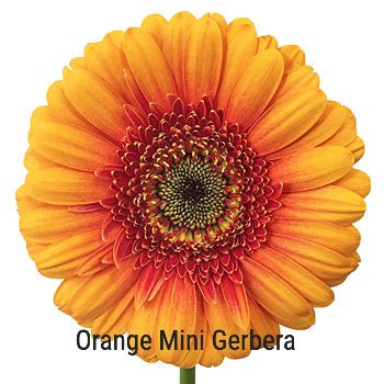 Orange Mini Gerbera
