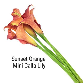 Orange Mini Calla Lilly