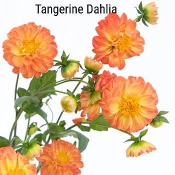 Tangerine Dahlia
