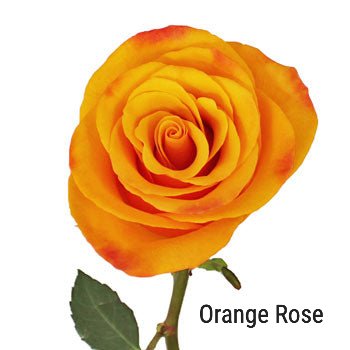 Orange Standard Rose