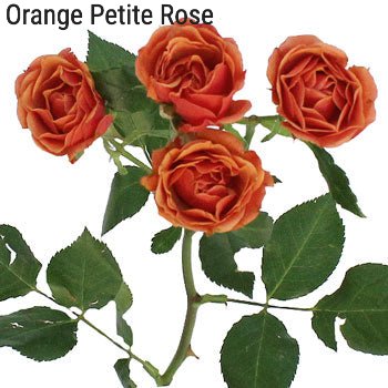 Orange Petite Rose