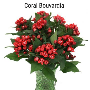 Coral Bouvardia