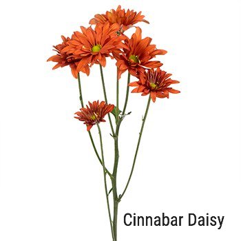 Cinnabar Daisy