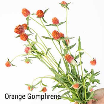 Orange Gomphrena