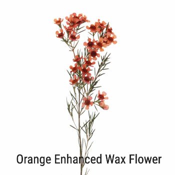 Orange Wax Flower