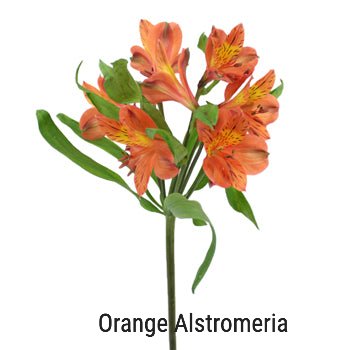 Orange Alstroemeria