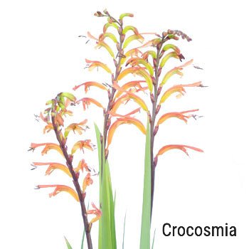 Crocosmia