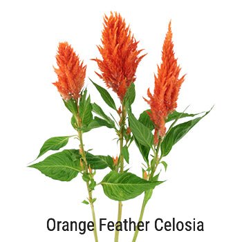 Orange Feather Celosia