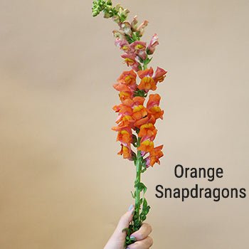 Orange Snapdragon