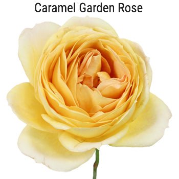 Caramel Garden Rose