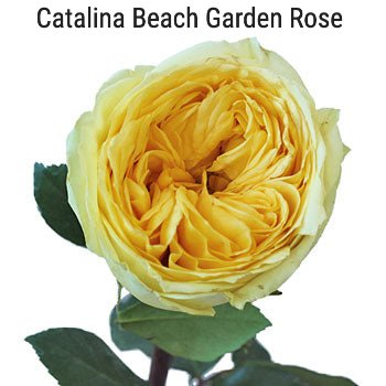 Catalina Beach Garden Rose