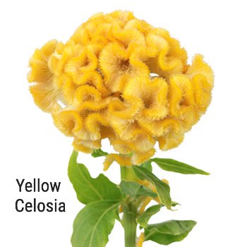 Yellow Celosia