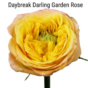Daybreak Garden Rose