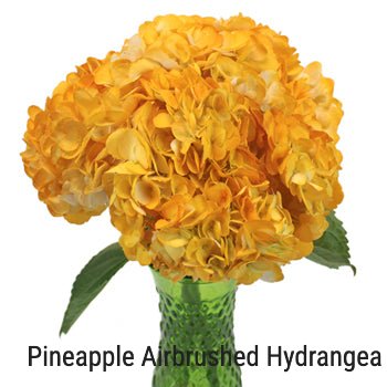 Yellow Airbrushed Hydrangea