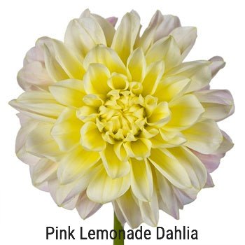 Pink Lemonade Dahlias