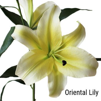 Yellow Oriental Lily