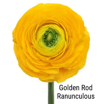 Golden Rod Ranunculus