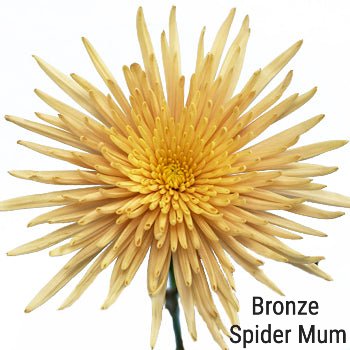 Bronze Spider Mum