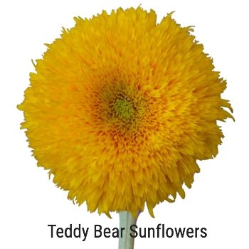 Teddy Bear Sunflowers